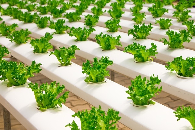 how to start vertical farming business