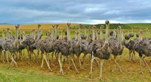 ostrich farming business plan