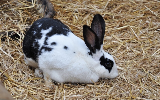 Starting a Rabbit Farming Business – Profitable Business Plan