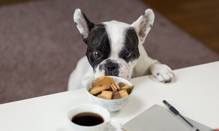 Starting Dog Food Business – Profitable Business Plan Sample